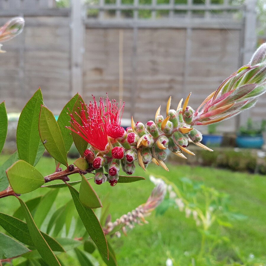 Callistemon Citrinus 'Crimson'