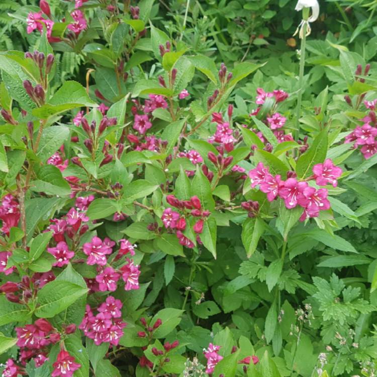 Plant image Weigela 'Bristol Ruby'