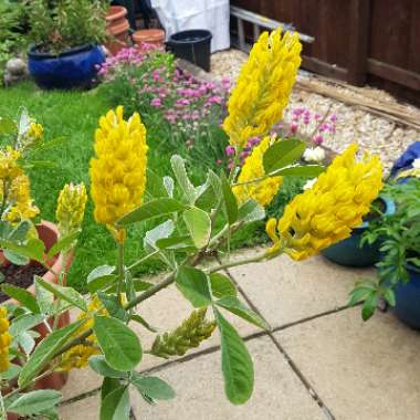 Argyrocytisus Battandieri syn. Cytisus battandieri