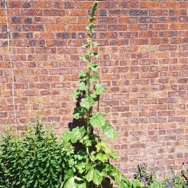 Alcea rosea 'Chater's Double Group White'