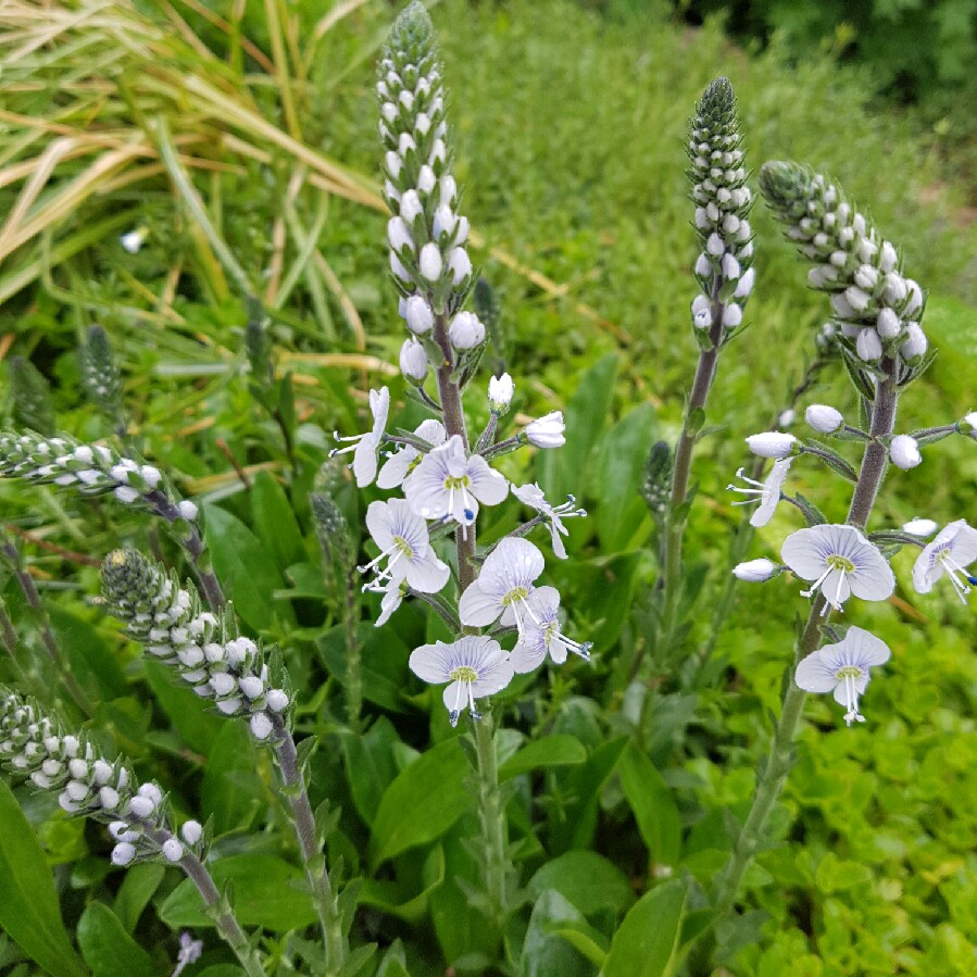 Plant image Veronica gentianoides