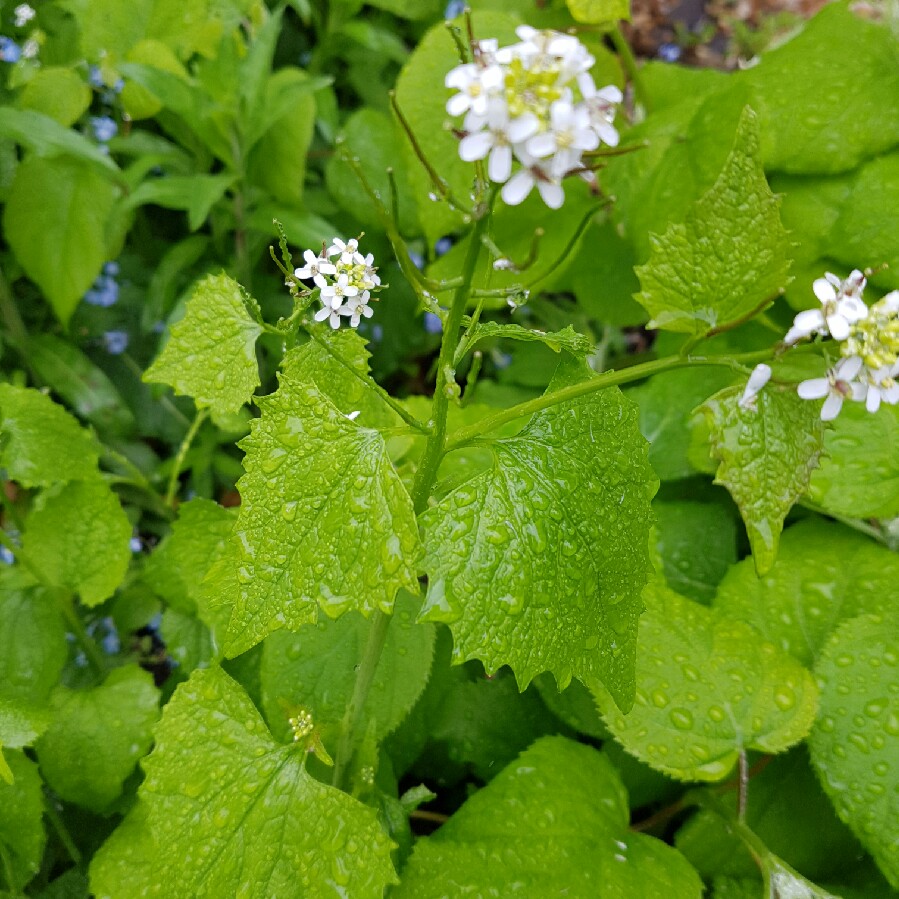 Plant image Alliaria Petiolata syn. Alliaria officinalis syn. Sisymbrium alliaria