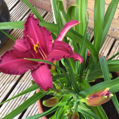 Daylily 'Summer Wine'