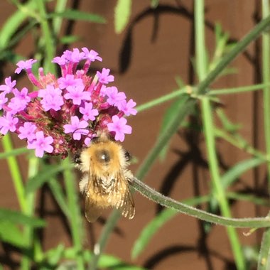 Purple Top Vervain