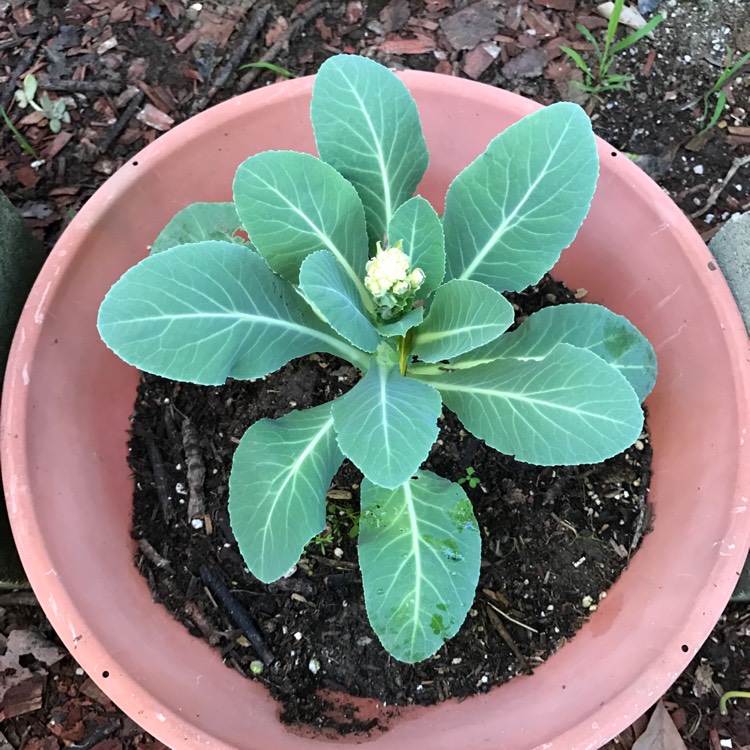 Plant image Brassica oleracea (Botrytis Group) 'Aalsmeer'