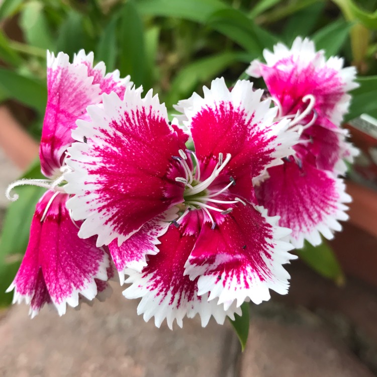 Dianthus chinensis 'Super Parfait Red Peppermint', Chinese Pink 'Super ...