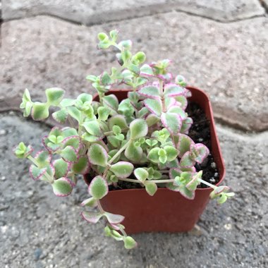 Crassula Pellucida subsp. Marginalis Dwarf Form