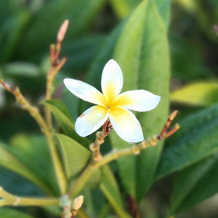 Plant image Plumeria pudica 'Golden Arrow'