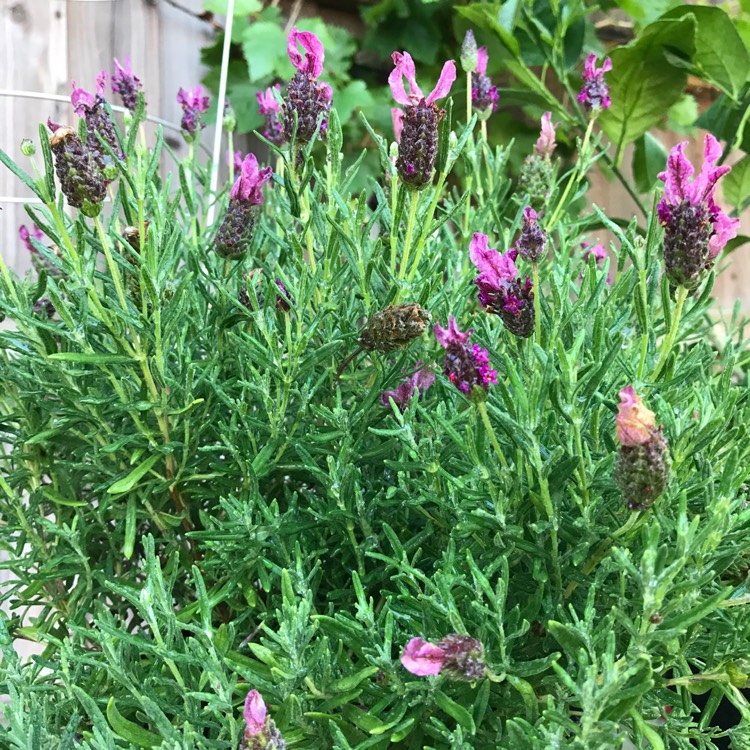 Plant image Lavandula stoechas 'Florvendula Deep Purple' (Little Bee Series) syn. Lavandula stoechas 'Little Bee Deep Purple'