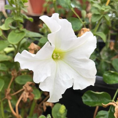 Petunia Axillaris