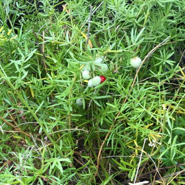 Foxtail Fern 'Myersii'