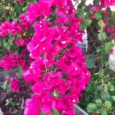 Bougainvillea