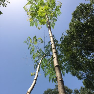 Moringa oleifera