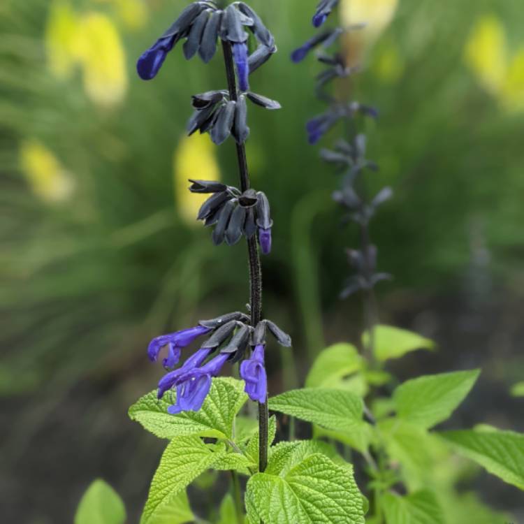 Plant image Salvia Black and Bloom