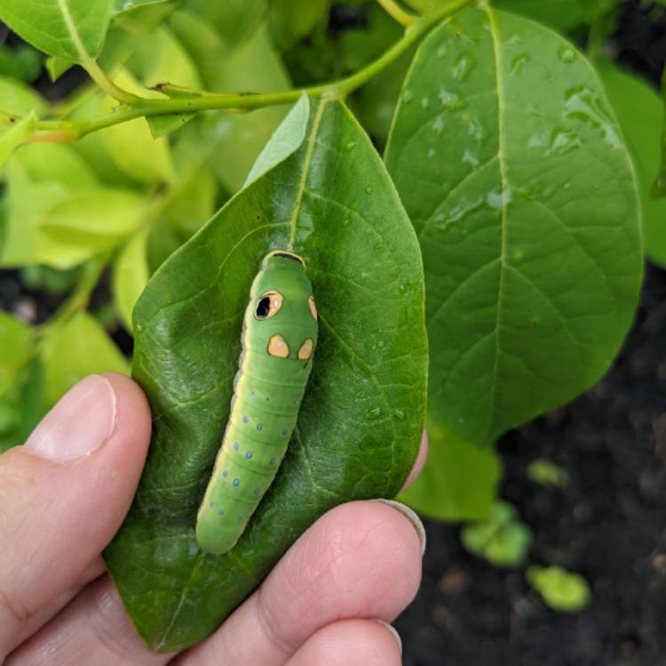 Plant image Lindera Benzoin