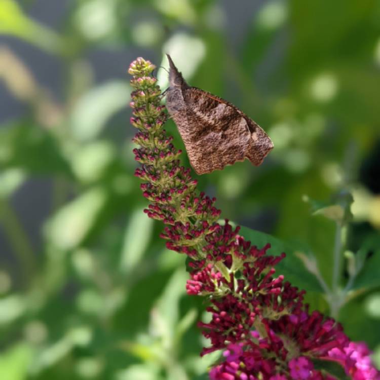 Plant image Buddleja 'Miss Molly'