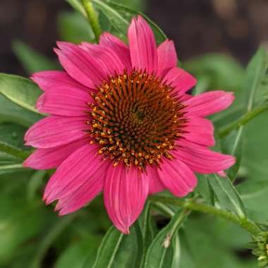 Coneflower (Echinacea)