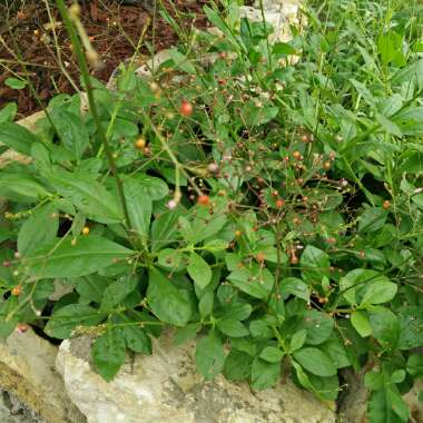 Talinum Paniculatum