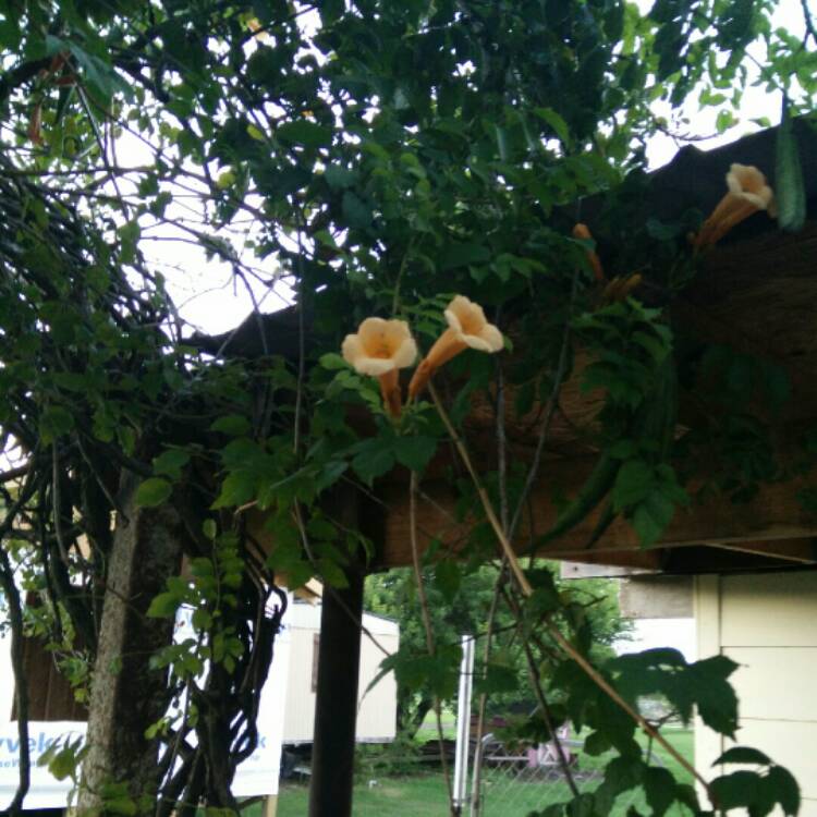 Plant image Campsis radicans f. flava