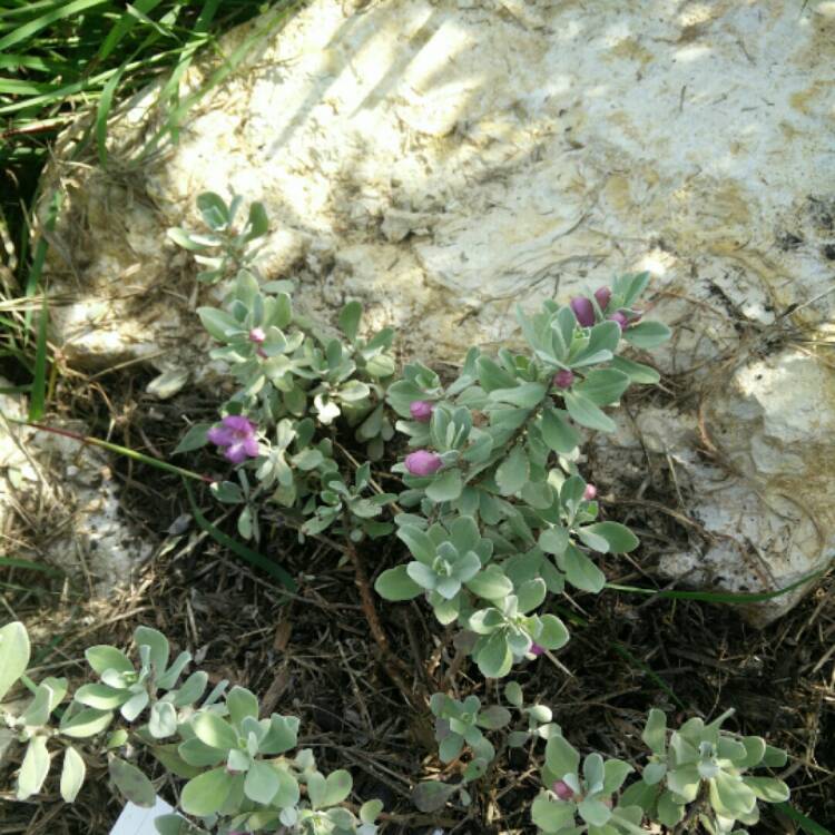 Plant image Leucophyllum frutescens