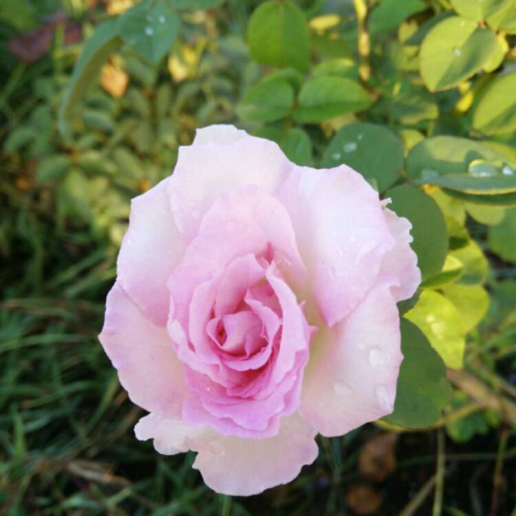 Plant image Rosa 'Eleganza Beverly'