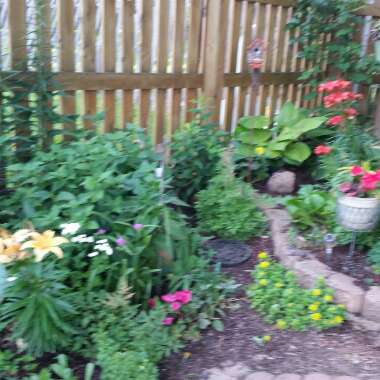 Debi 's garden