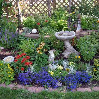 Debi 's garden