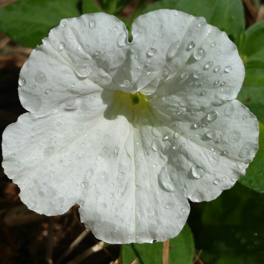 Plant image Petunia Surfinia 'Snow'