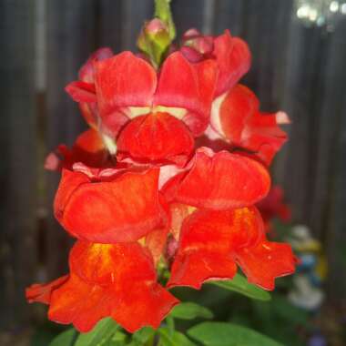 Antirrhinum