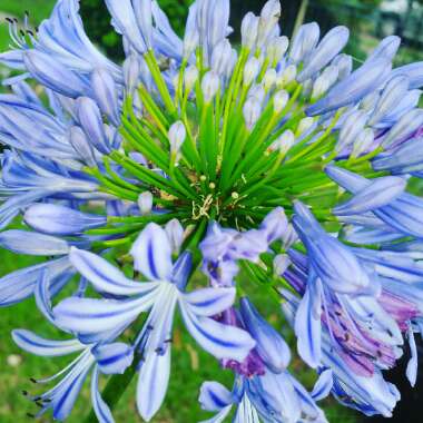 Agapanthus