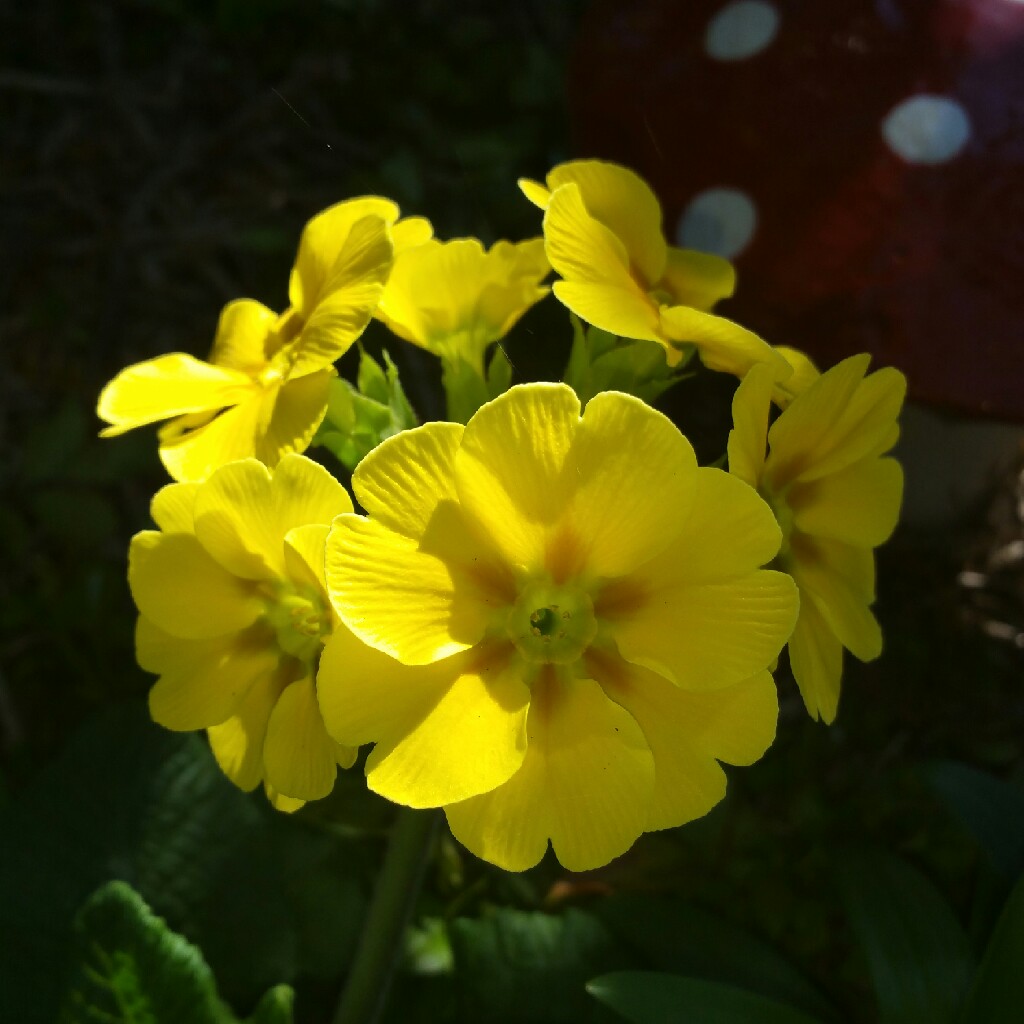 Plant image Primula acaulis 'Primlet Golden Shades'