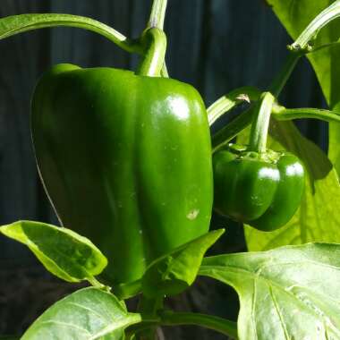 Capsicum annuum