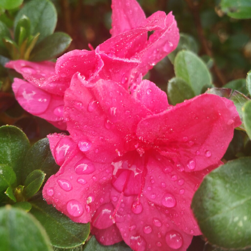 Plant image Rhododendron 'Kermesina'