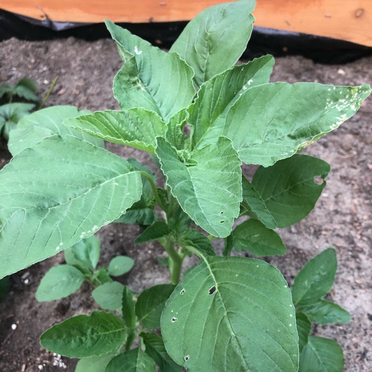 Plant image Chenopodium album