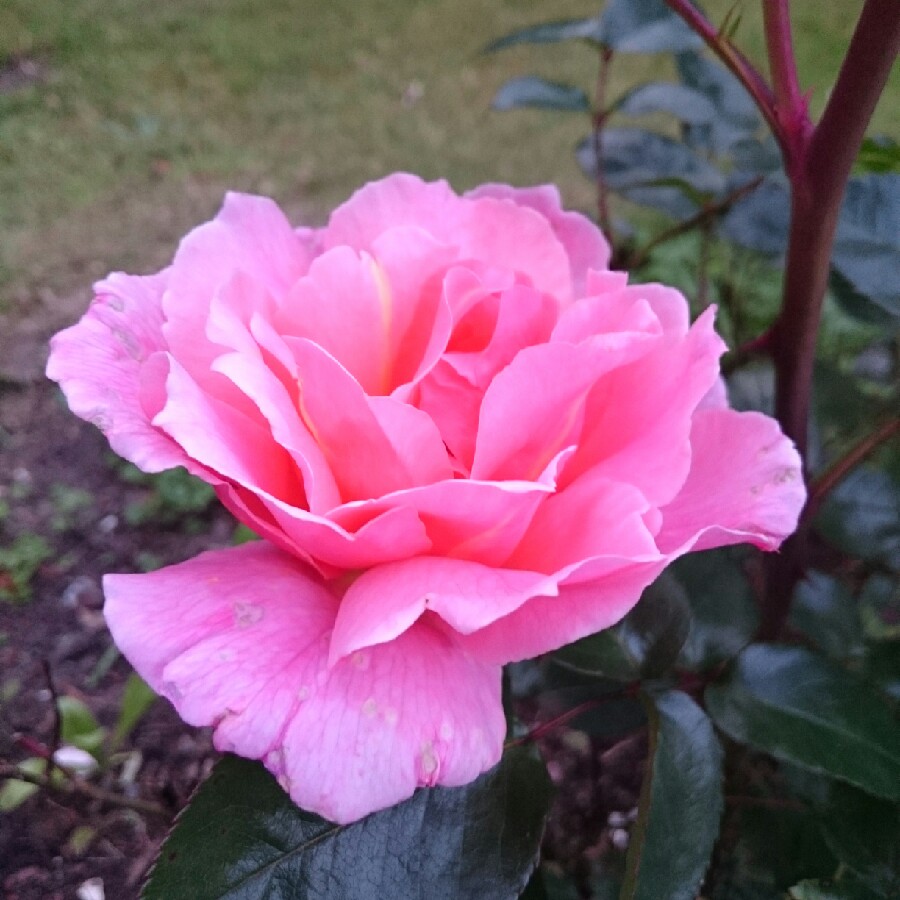 Plant image Rosa 'Fragrant Delight'