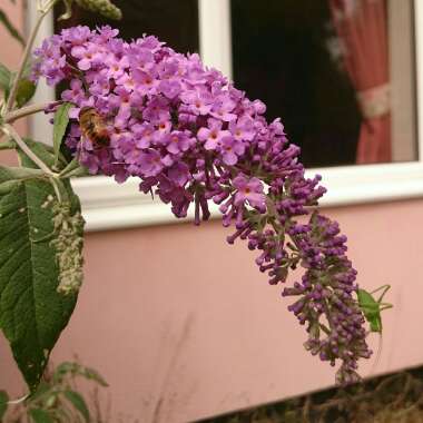 Butterfly Bush