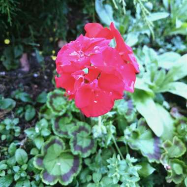 Pelargonium (Geranium)