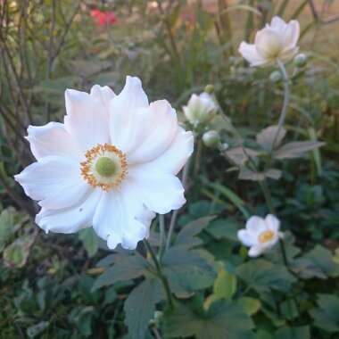 Japanese Anemone