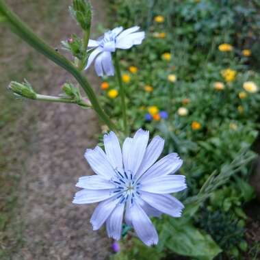 Chicory