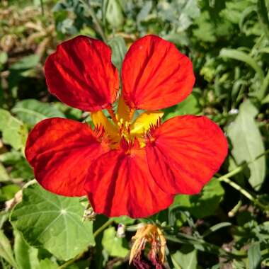 Nasturtium