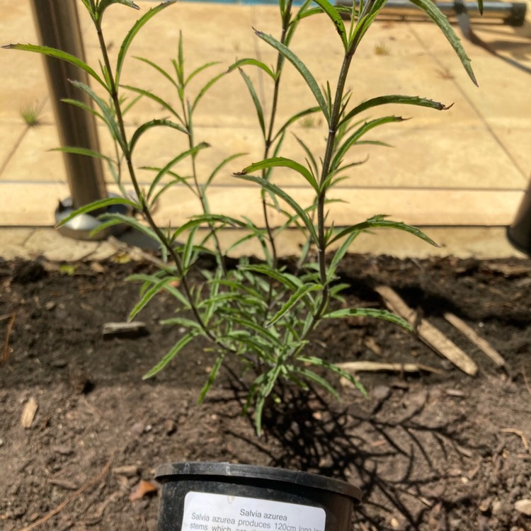 Plant image Salvia Azurea