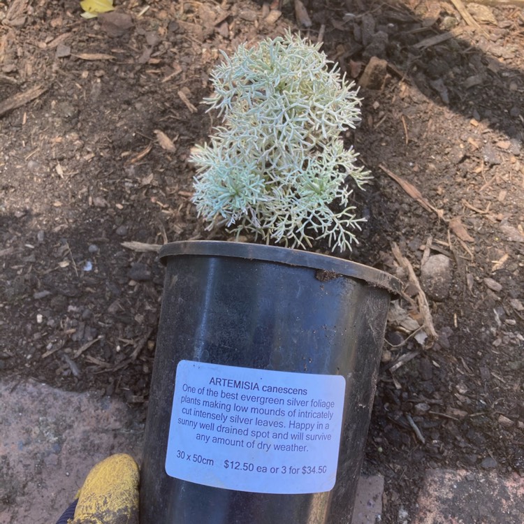 Plant image Artemisia schmidtiana