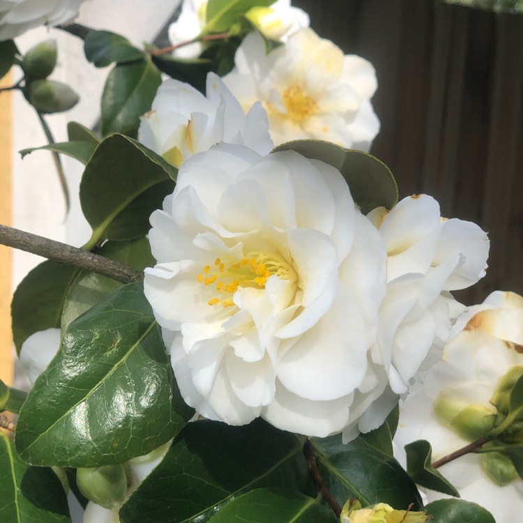 Plant image Camellia japonica 'April Blush'