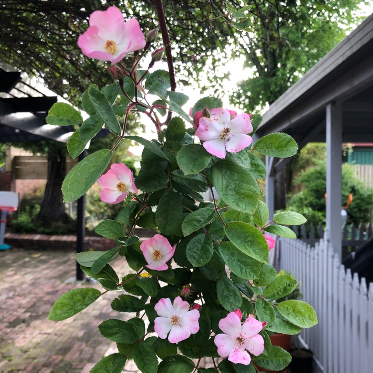 Plant image Rosa multiflora syn. Rosa polyantha