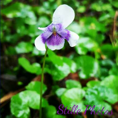 Viola hederacea