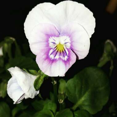 Viola cornuta 'Sorbet Pink Wing'