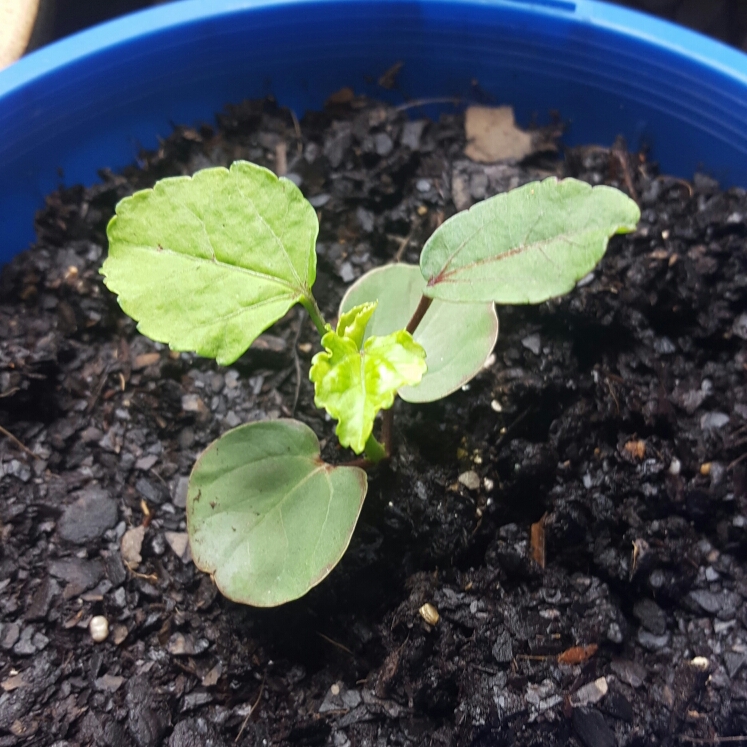 Plant image Hibiscus sabdariffa