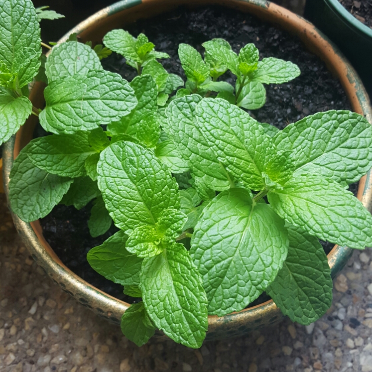 Plant image Mentha spicata 'Tashkent'