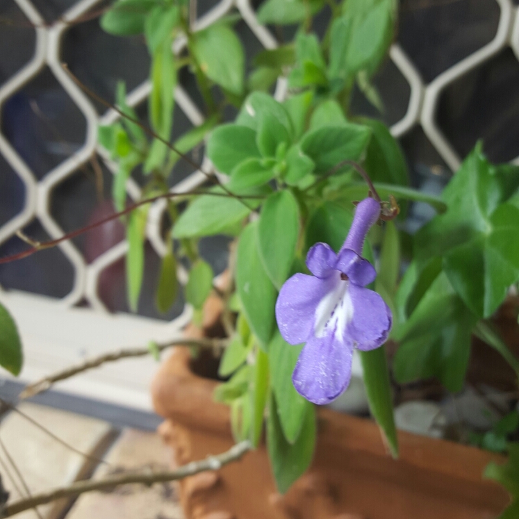 Plant image Streptocarpus caulescens