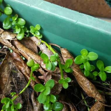 Bacopa Monnieri